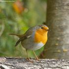 --- Rotkehlchen ---  ( Erithacus rubecula )