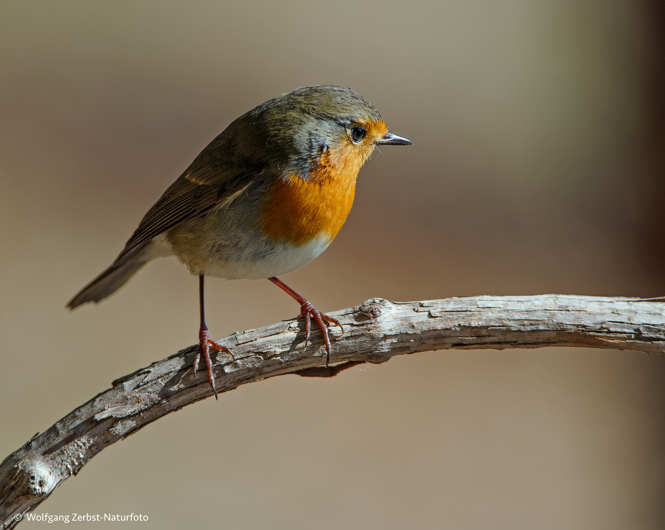 --- Rotkehlchen. ---   ( Erithacus rubecula )