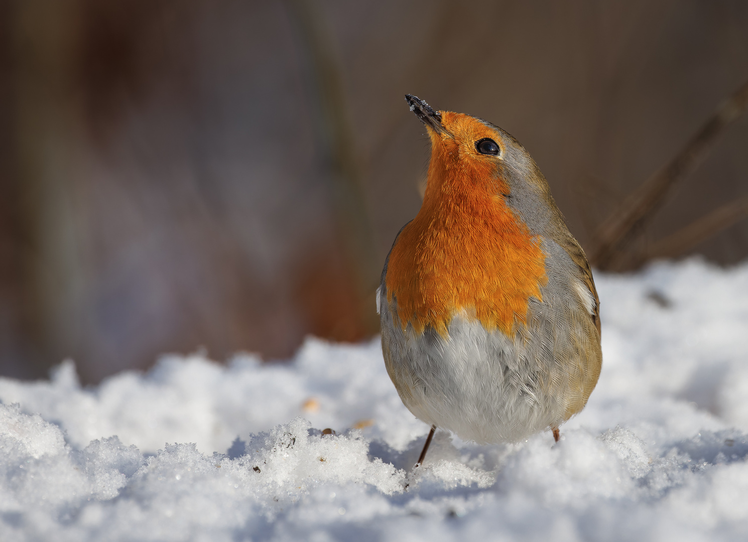 Rotkehlchen (Erithacus rubecula)