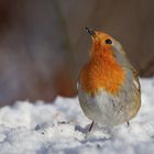 Rotkehlchen (Erithacus rubecula)