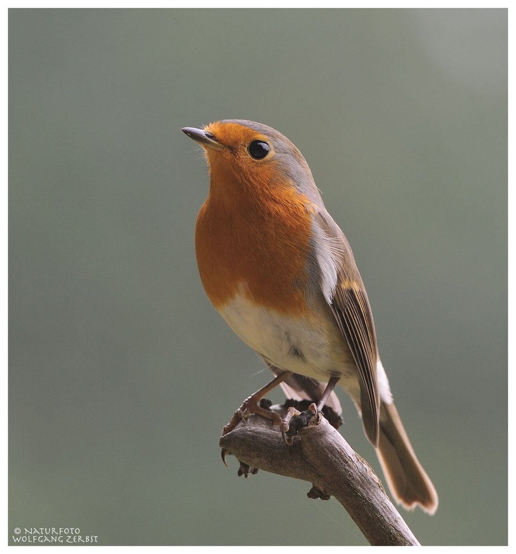 ---- Rotkehlchen ---- (Erithacus rubecula )