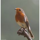 ---- Rotkehlchen ---- (Erithacus rubecula )