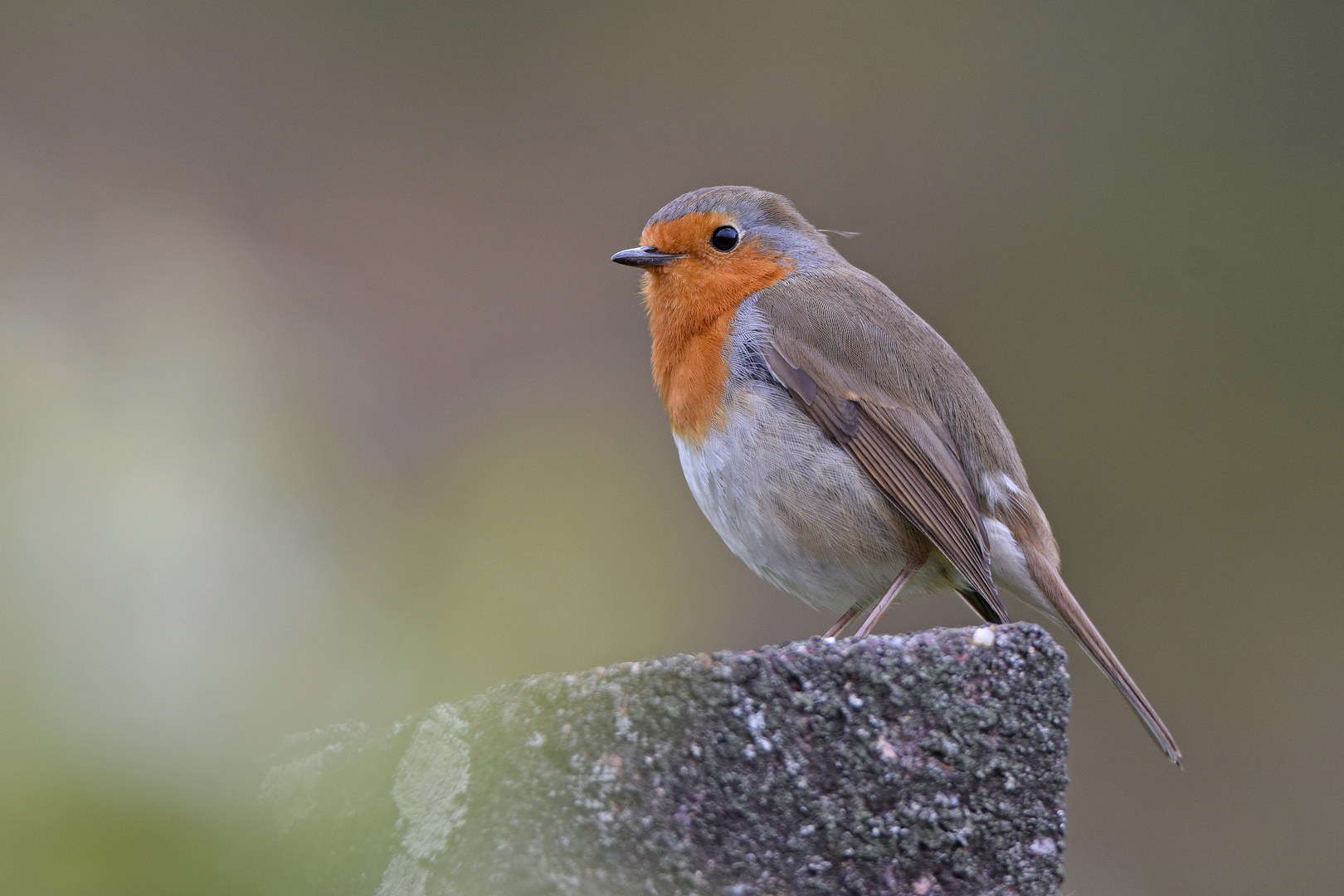 Rotkehlchen (Erithacus rubecula)