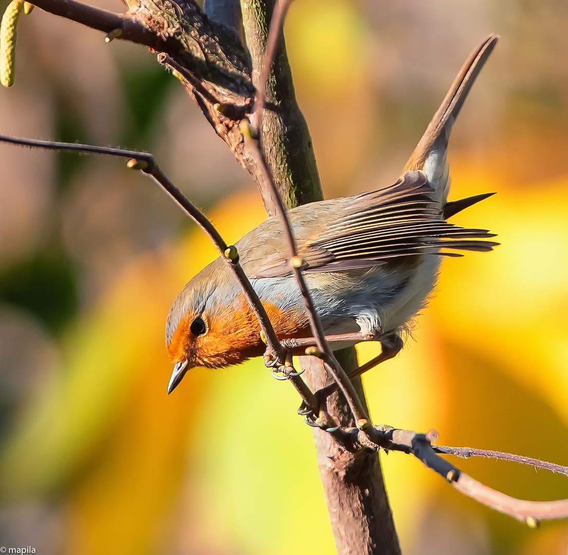 --- Rotkehlchen (Erithacus rubecula) ---