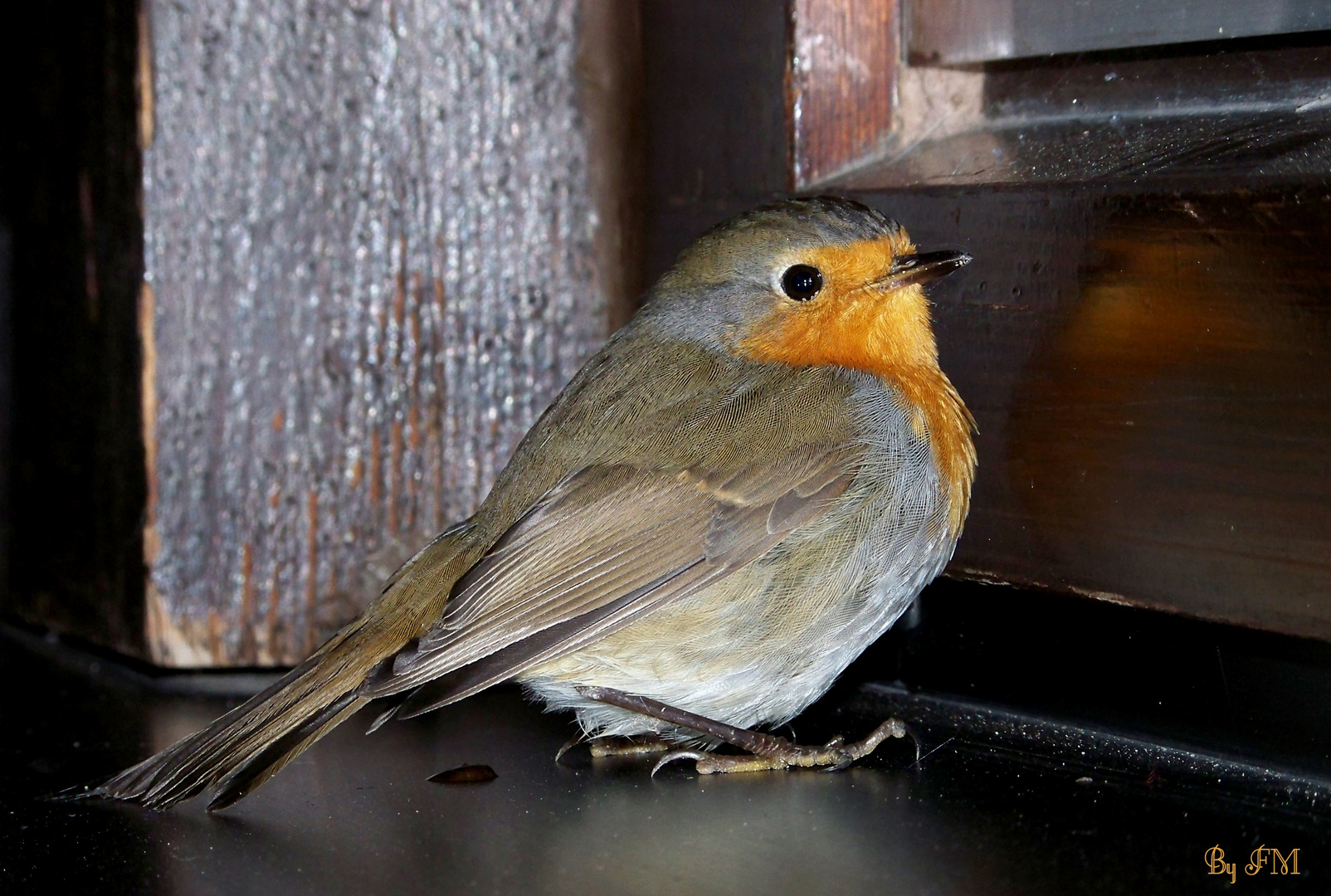 Rotkehlchen (Erithacus rubecula)