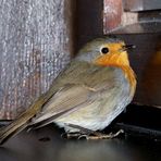 Rotkehlchen (Erithacus rubecula)