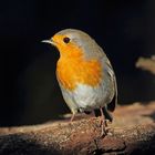 Rotkehlchen (Erithacus rubecula)