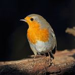 Rotkehlchen (Erithacus rubecula)