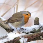 Rotkehlchen (Erithacus rubecula)