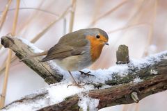 Rotkehlchen (Erithacus rubecula)