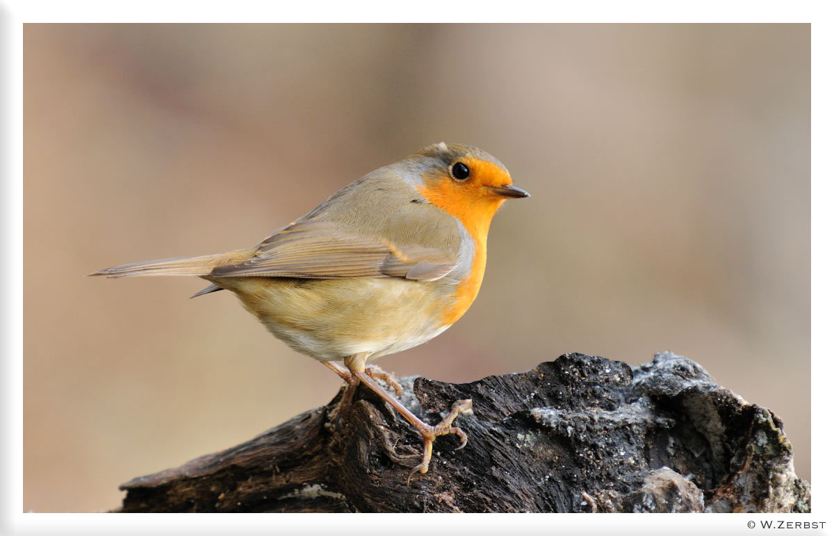 - Rotkehlchen - ( Erithacus rubecula )