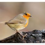 - Rotkehlchen - ( Erithacus rubecula )