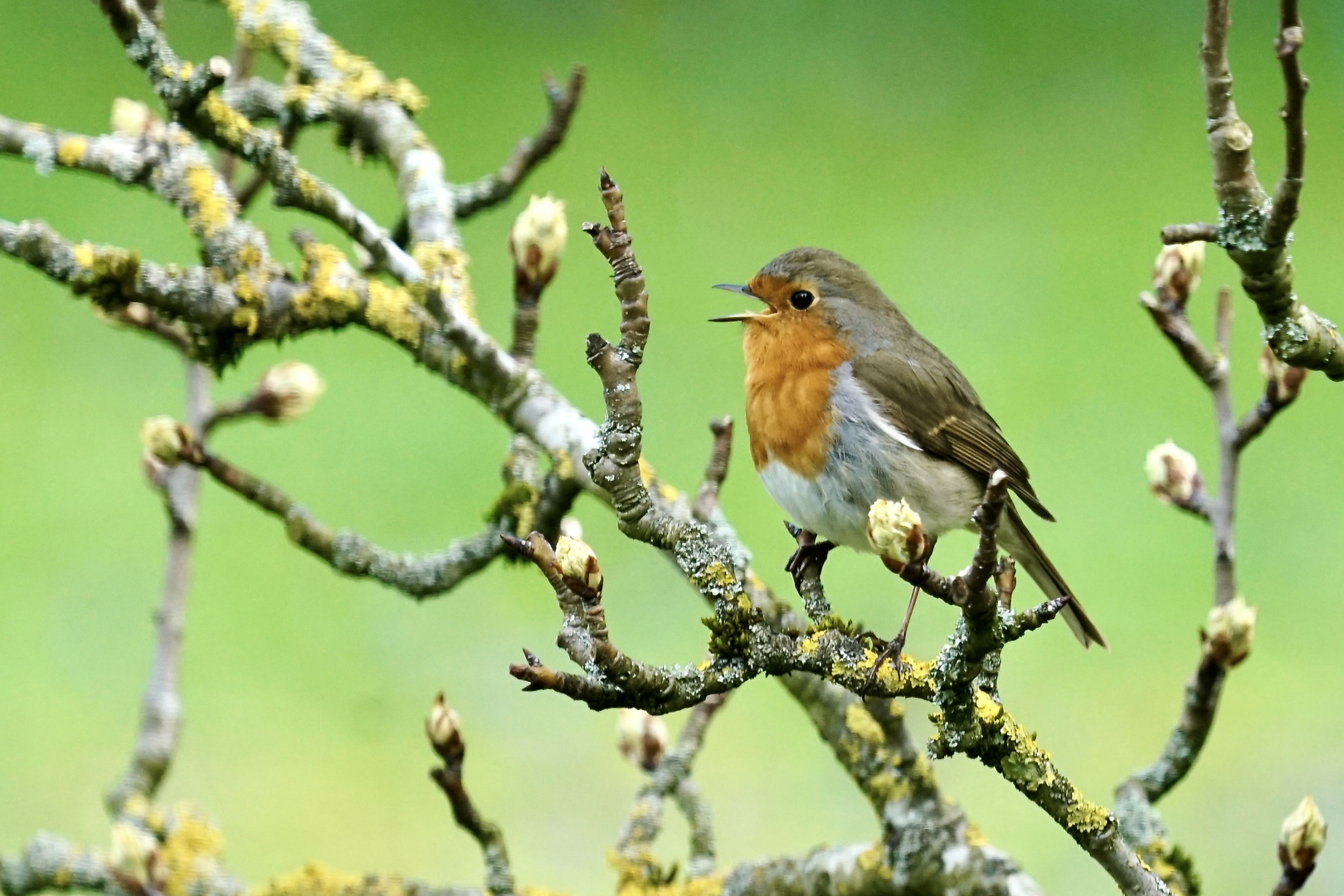 Rotkehlchen (Erithacus rubecula)