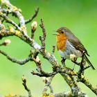 Rotkehlchen (Erithacus rubecula)