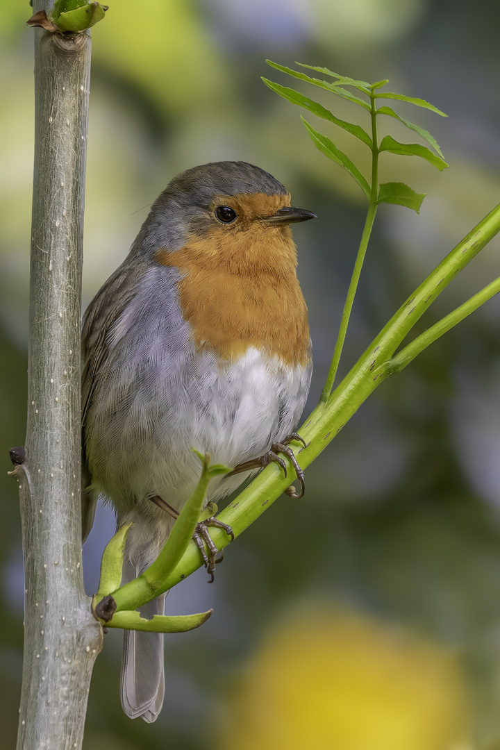 Rotkehlchen (erithacus rubecula)