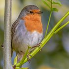 Rotkehlchen (erithacus rubecula)