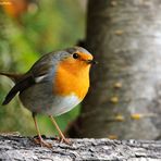 --- Rotkehlchen ---   ( Erithacus rubecula )