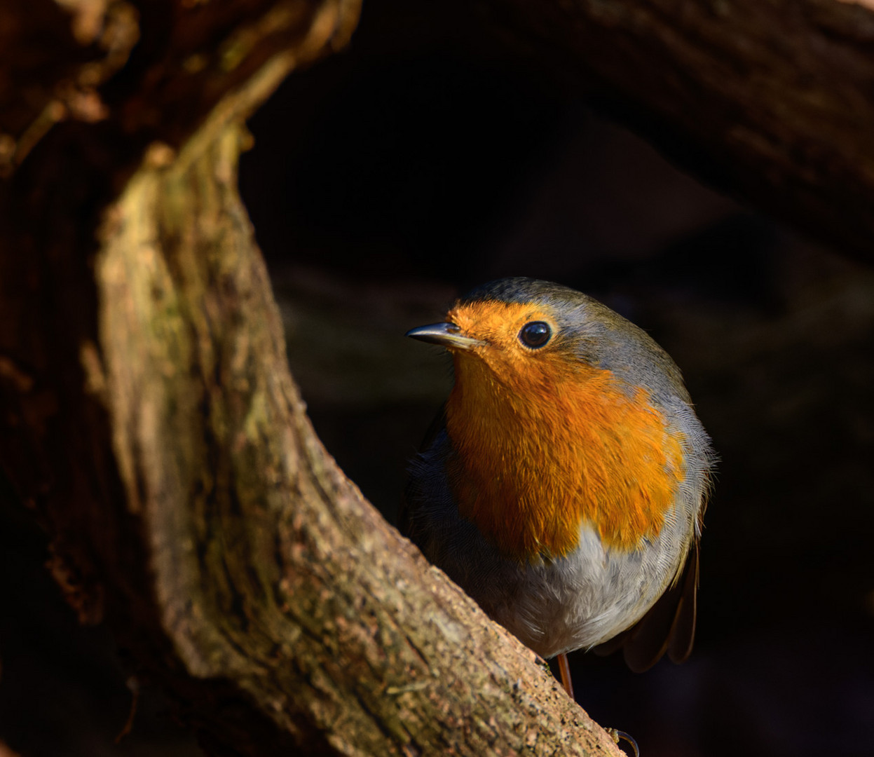 Rotkehlchen - Erithacus rubecula