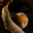 Rotkehlchen - Erithacus rubecula