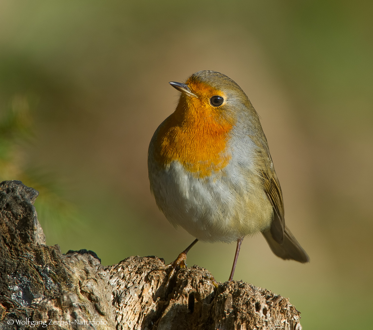 ". Rotkehlchen. "  ( Erithacus rubecula )