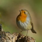 ". Rotkehlchen. "  ( Erithacus rubecula )