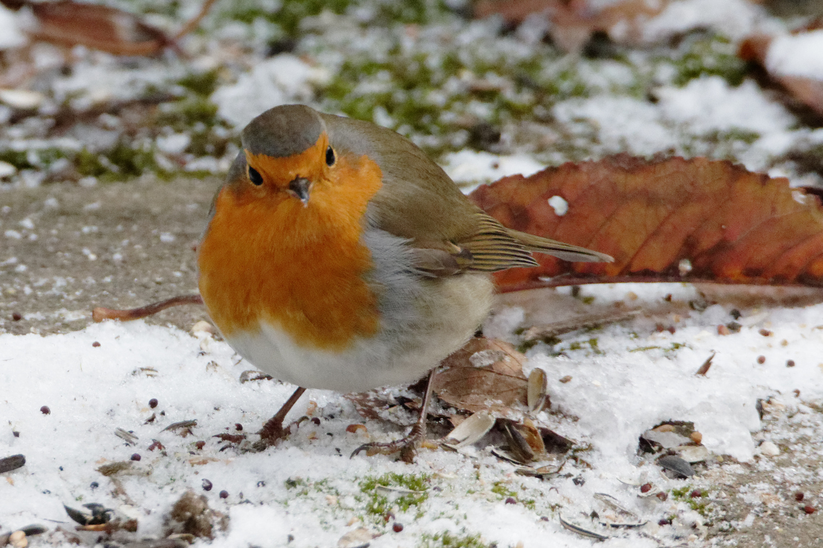 Rotkehlchen (Erithacus rubecula) 