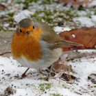 Rotkehlchen (Erithacus rubecula) 