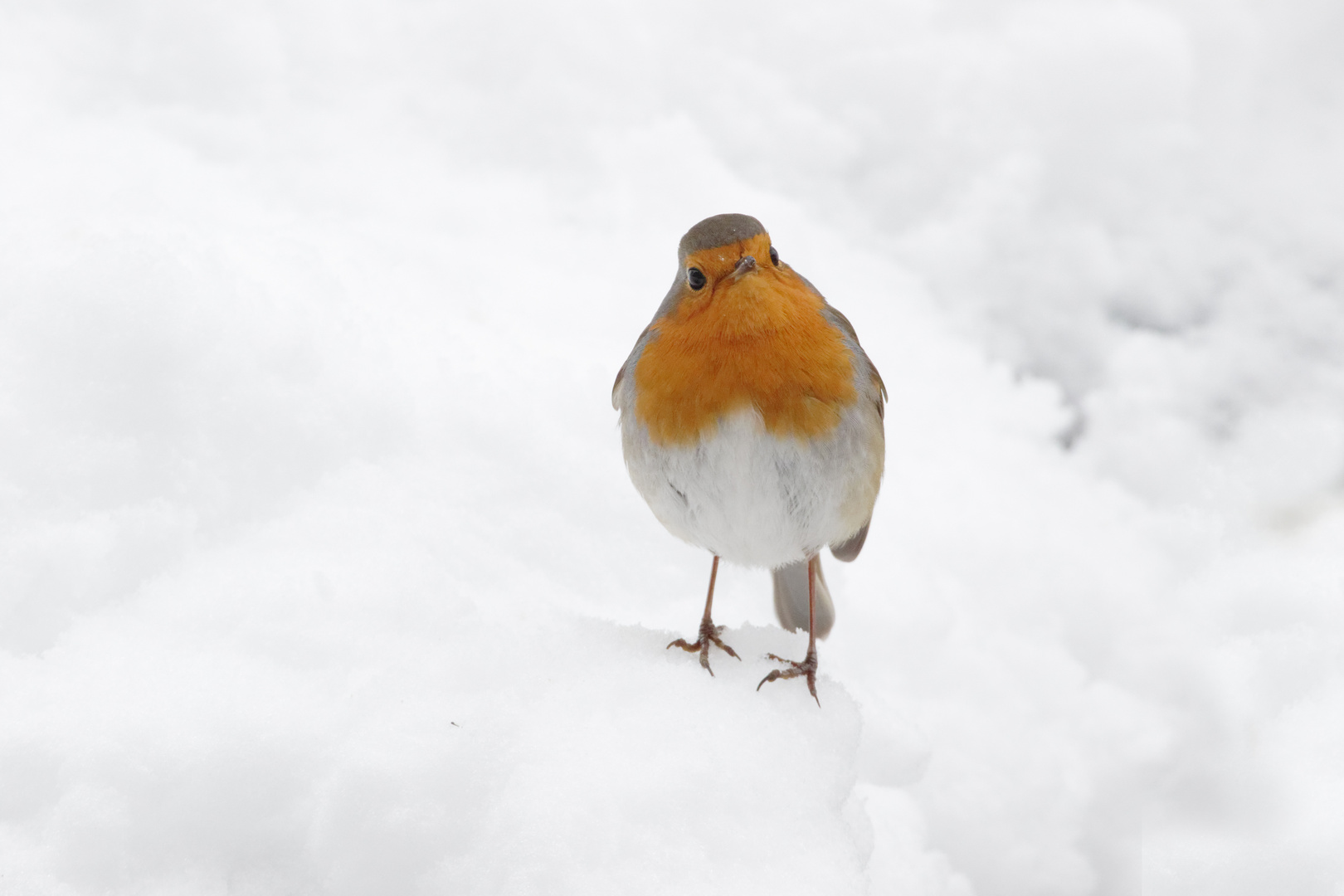 Rotkehlchen ( Erithacus rubecula)