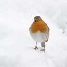 Rotkehlchen ( Erithacus rubecula)