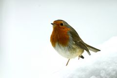 Rotkehlchen (Erithacus rubecula)