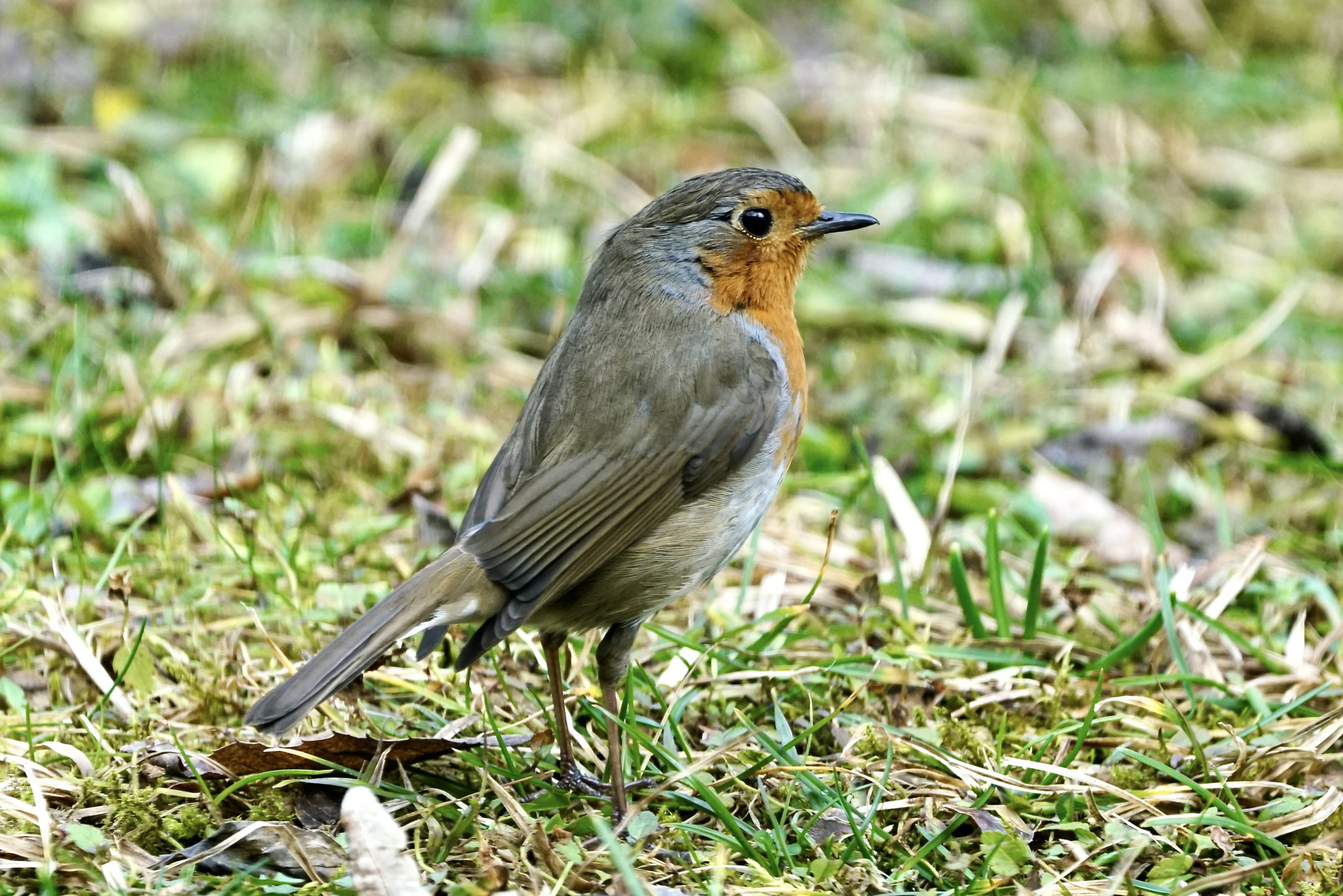 Rotkehlchen (Erithacus rubecula)