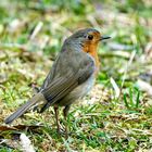 Rotkehlchen (Erithacus rubecula)