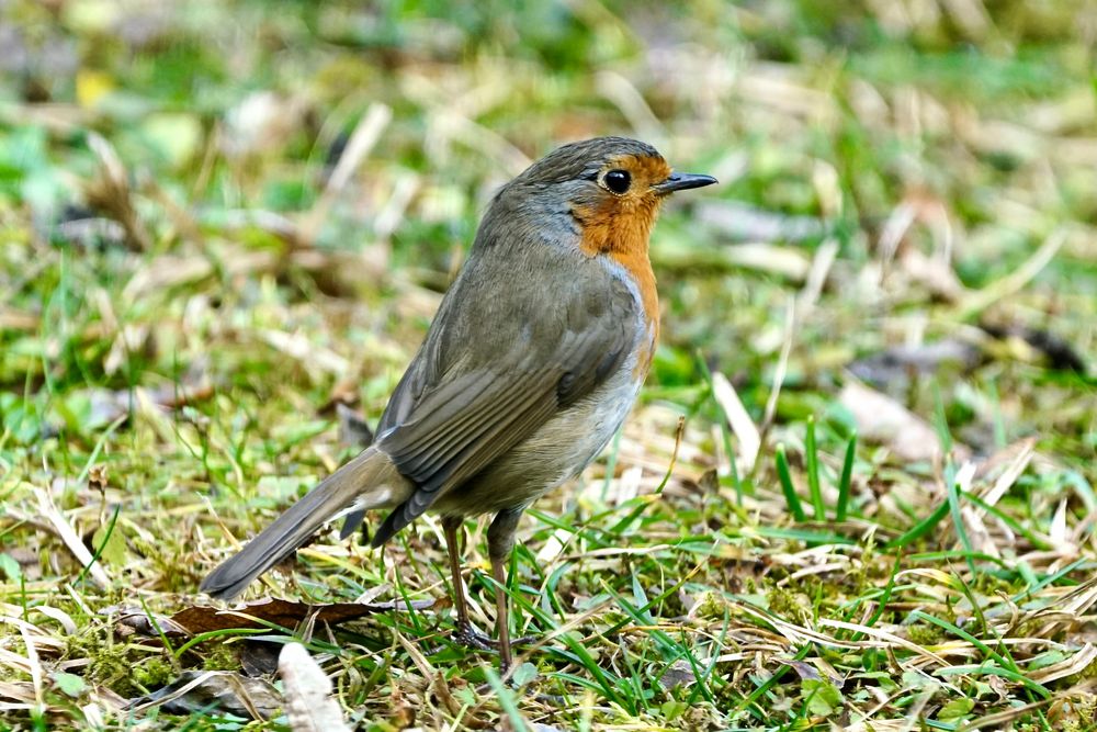 Rotkehlchen (Erithacus rubecula)