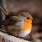   - ROTKEHLCHEN - ( Erithacus rubecula )