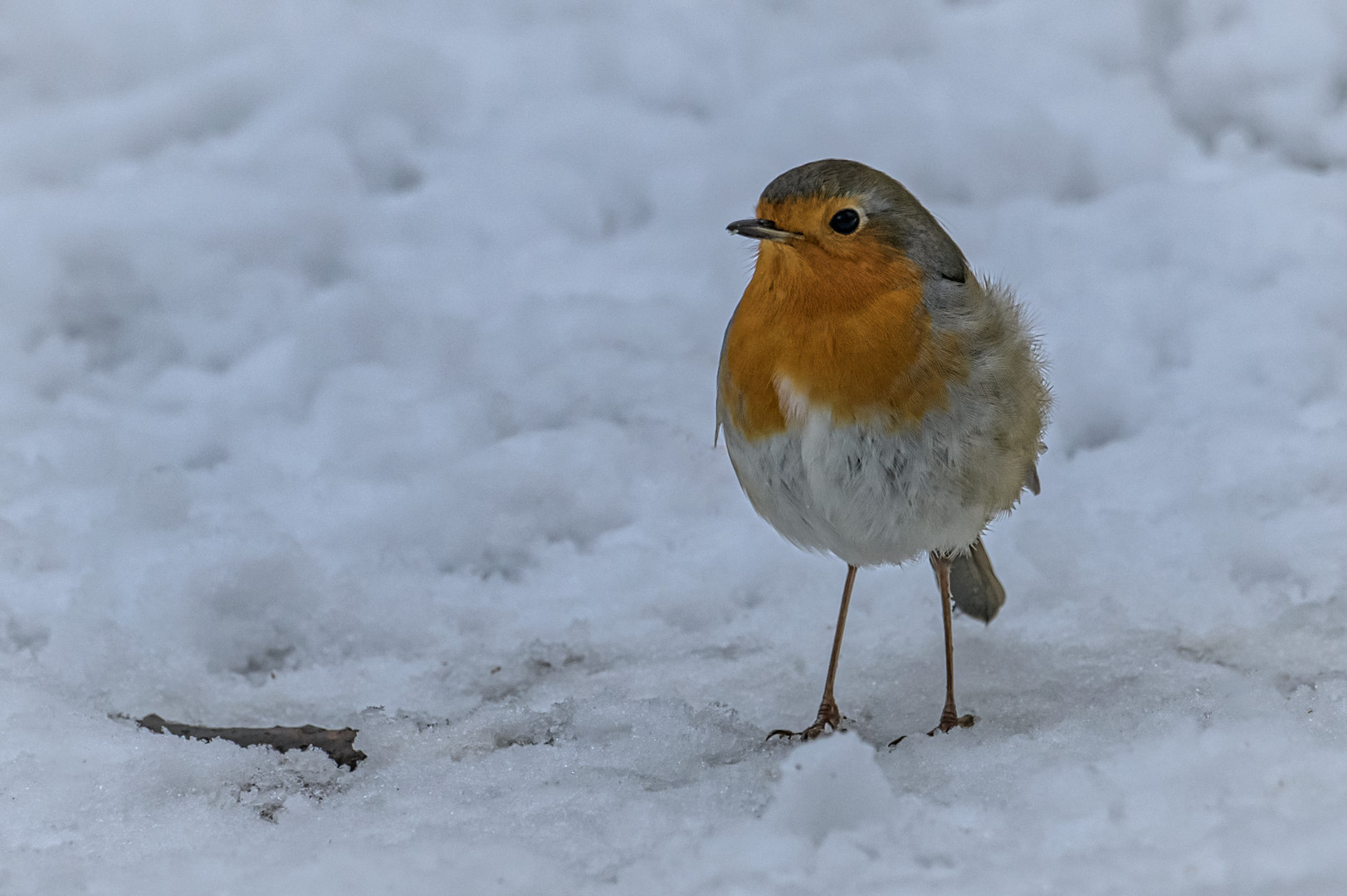  Rotkehlchen (Erithacus rubecula)