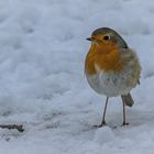  Rotkehlchen (Erithacus rubecula)