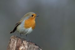 Rotkehlchen (Erithacus rubecula) 