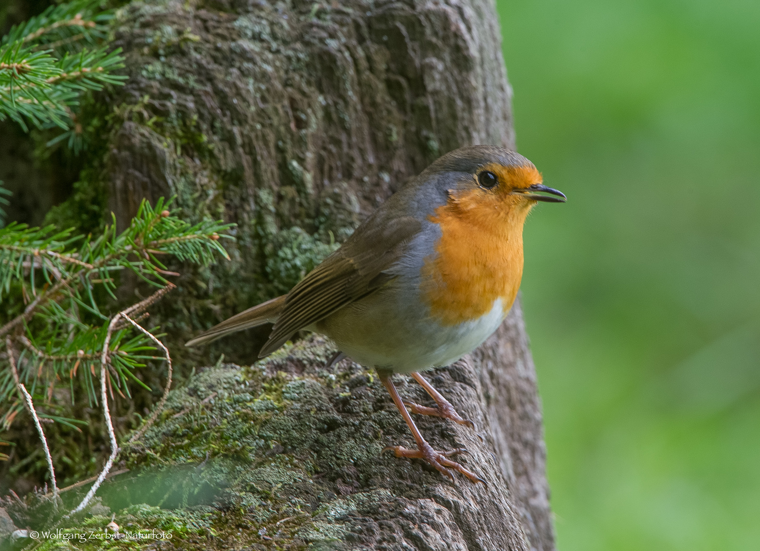 - Rotkehlchen  -  ( Erithacus rubecula )