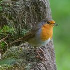 - Rotkehlchen  -  ( Erithacus rubecula )