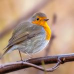 Rotkehlchen (erithacus rubecula)