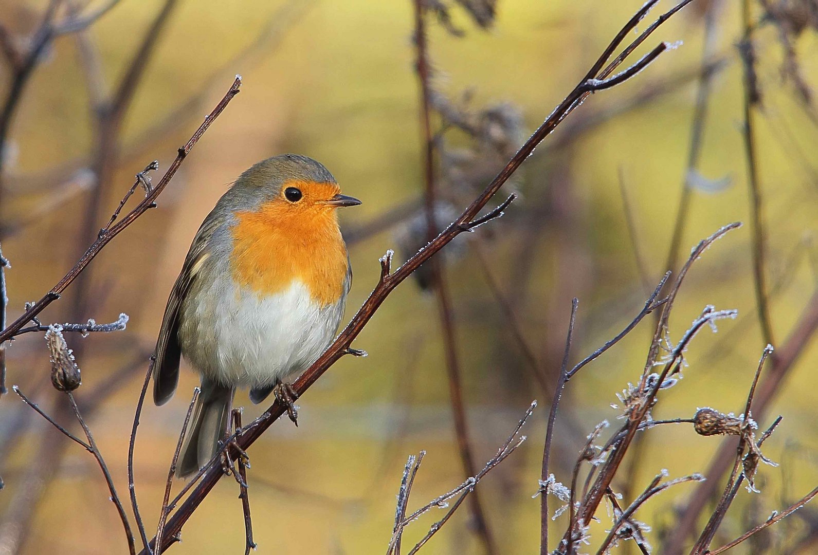 Rotkehlchen (Erithacus rubecula)