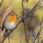 Rotkehlchen (Erithacus rubecula)