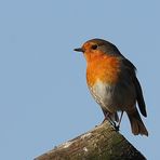 Rotkehlchen (Erithacus rubecula)