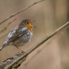 Rotkehlchen (Erithacus rubecula) 