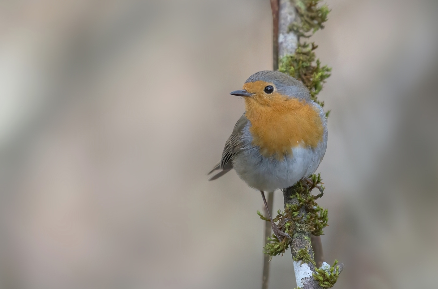 Rotkehlchen (Erithacus rubecula )