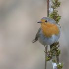 Rotkehlchen (Erithacus rubecula )