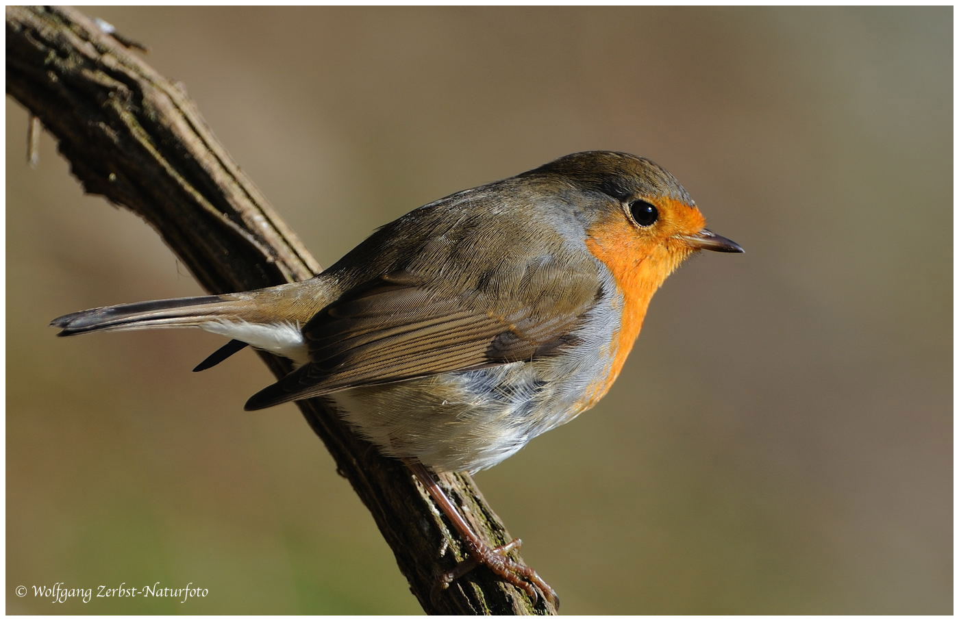 --- Rotkehlchen --- ( Erithacus rubecula )