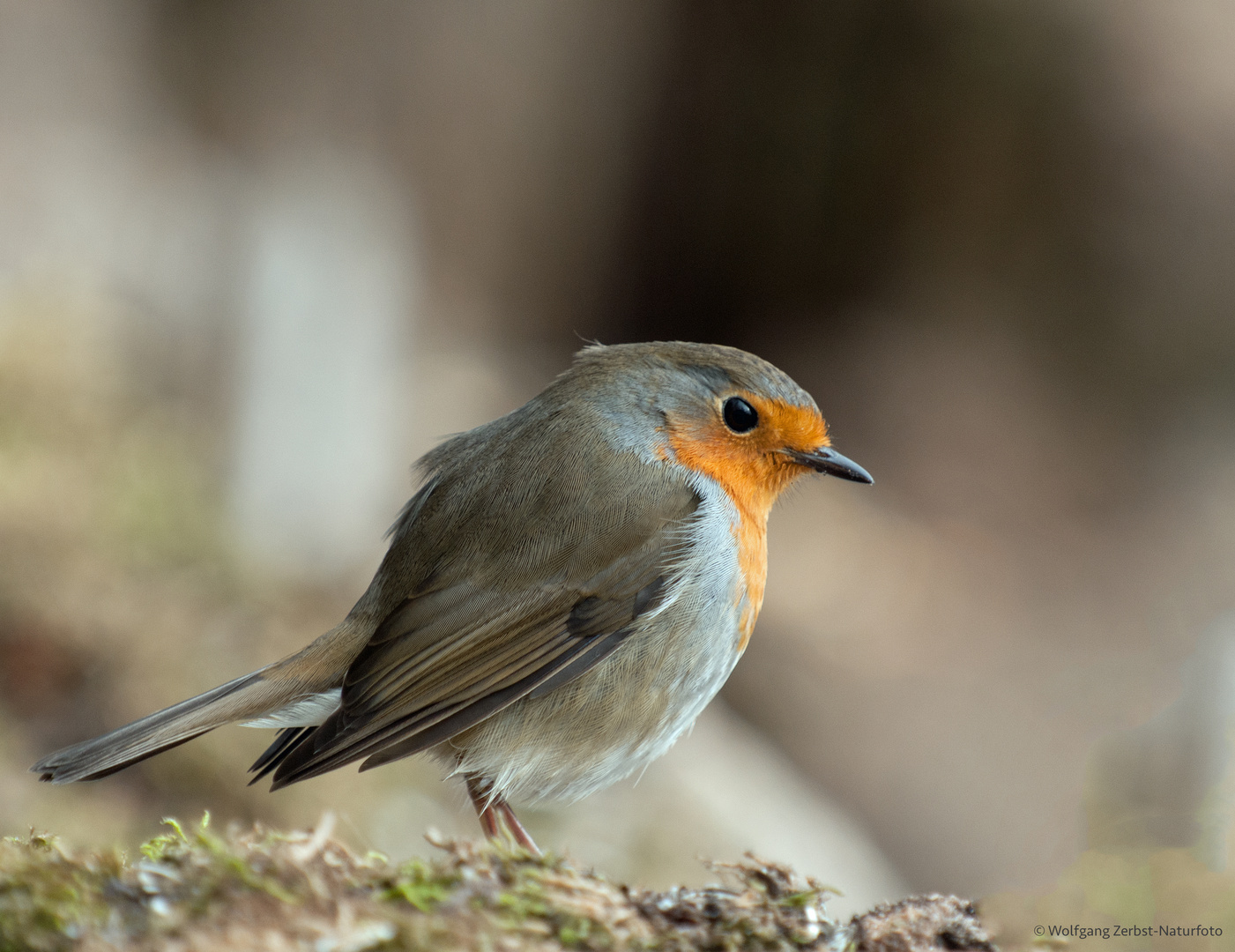 --- Rotkehlchen ---   ( Erithacus rubecula )