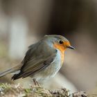 --- Rotkehlchen ---   ( Erithacus rubecula )