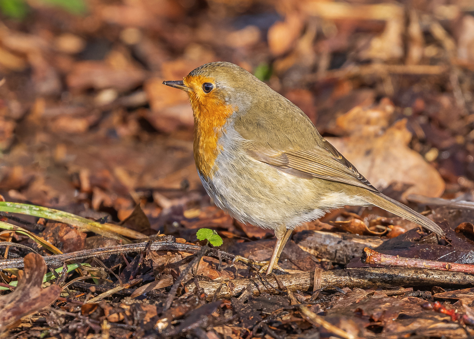 Rotkehlchen (Erithacus rubecula)